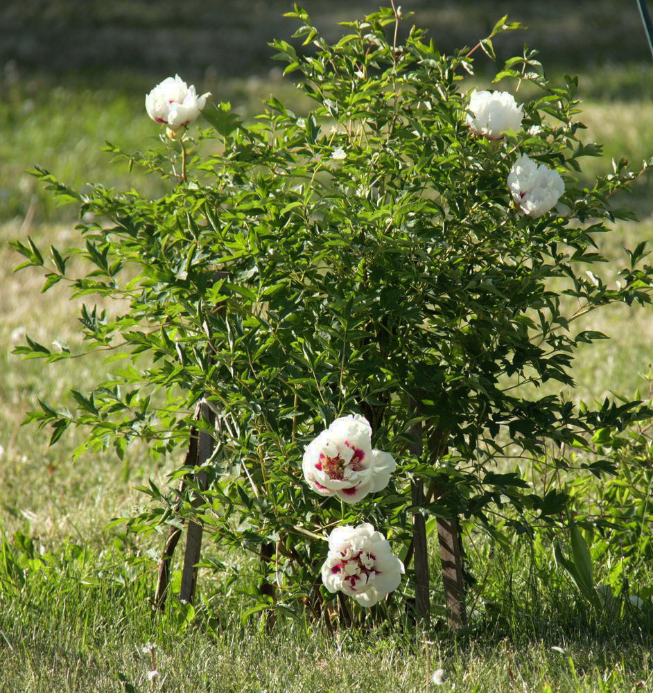 Image of Paeonia suffruticosa specimen.