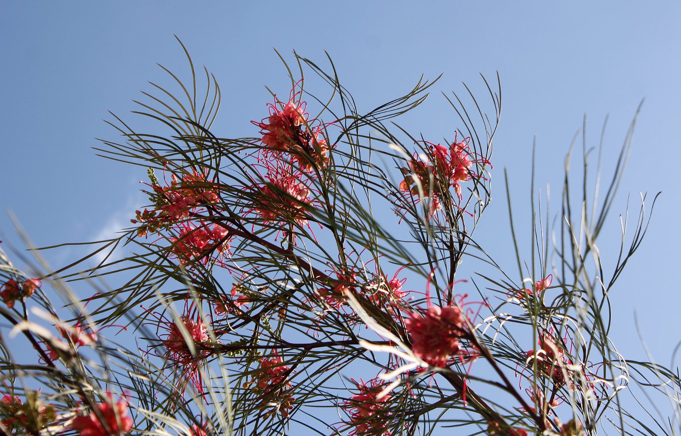 Изображение особи Grevillea longistyla.