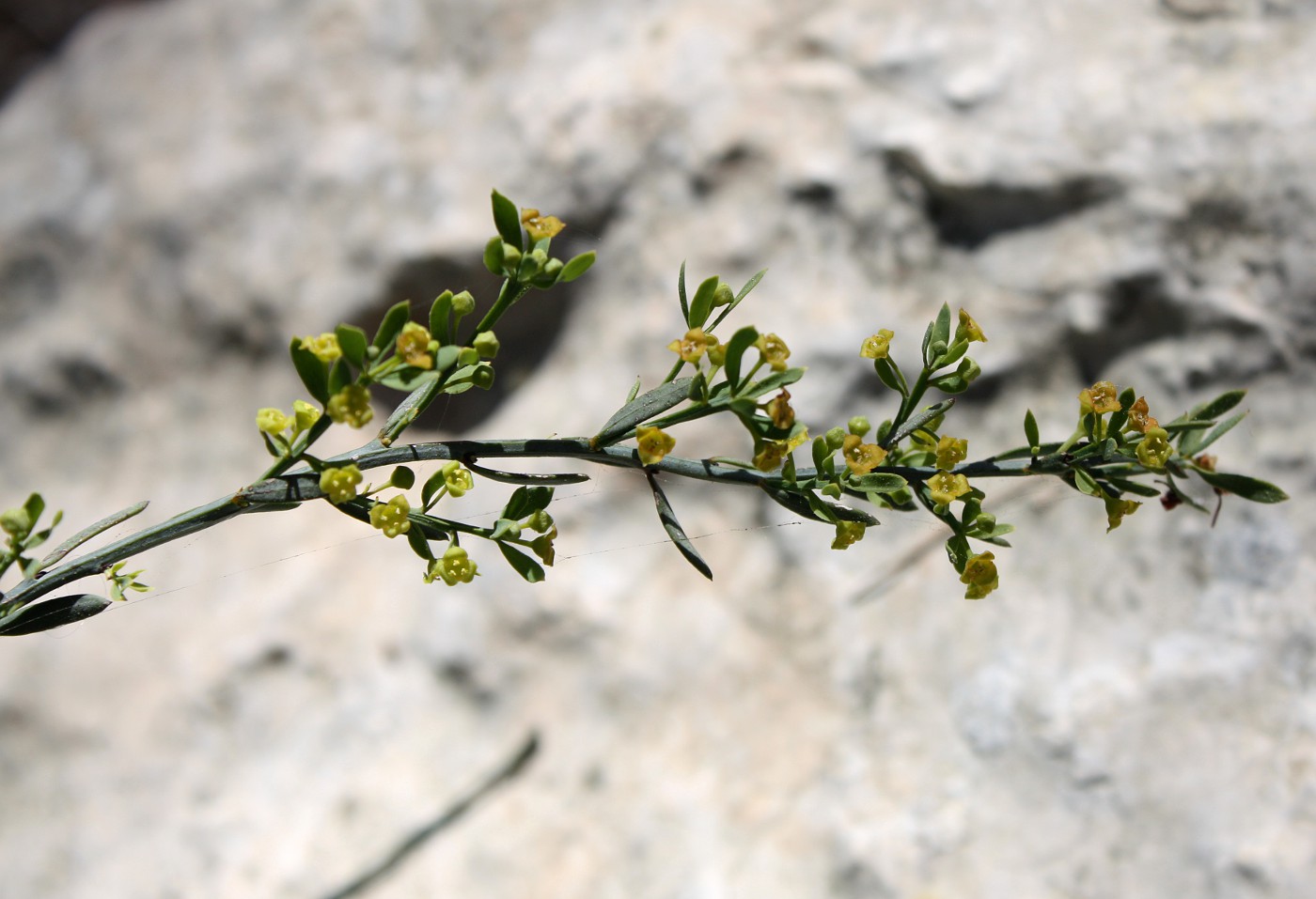 Image of Osyris alba specimen.