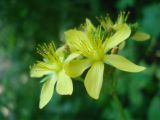 Hypericum montanum