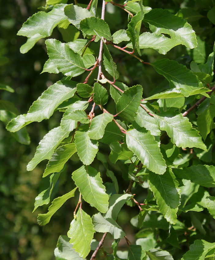 Image of Nothofagus obliqua specimen.