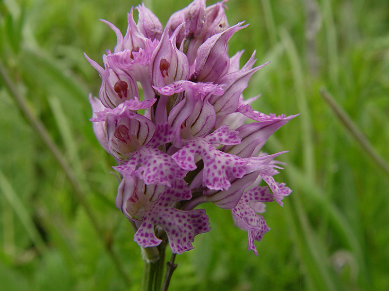 Изображение особи Neotinea tridentata.