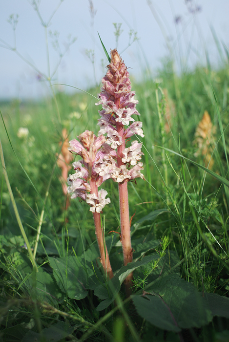 Image of Orobanche alba specimen.