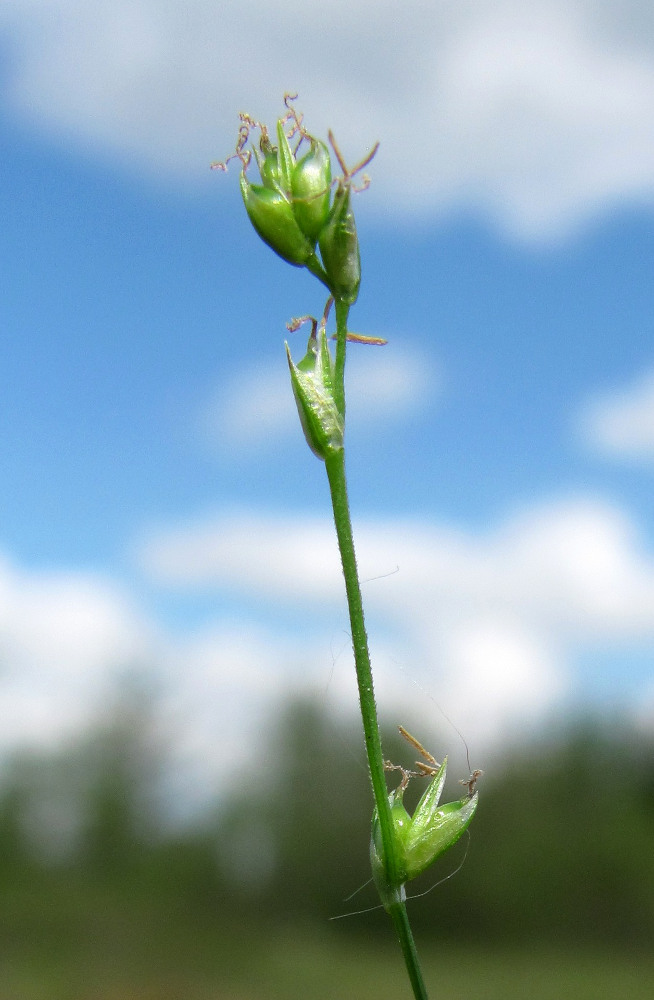 Image of Carex disperma specimen.