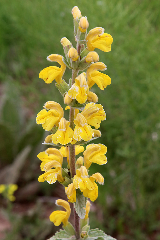 Image of Phlomoides fulgens specimen.