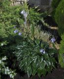 Hosta undulata