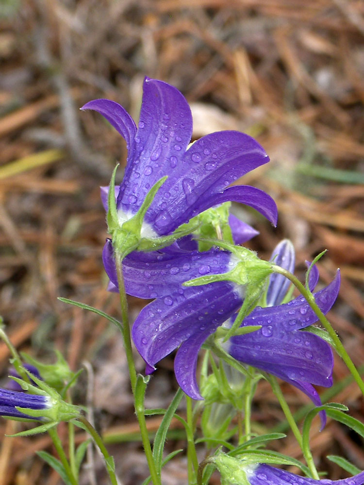 Image of Campanula circassica specimen.