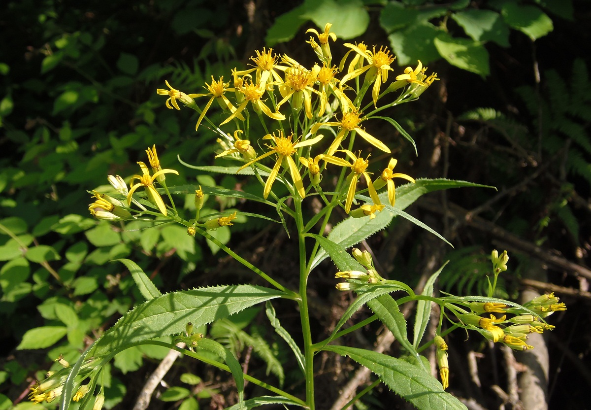 Image of Senecio ovatus specimen.