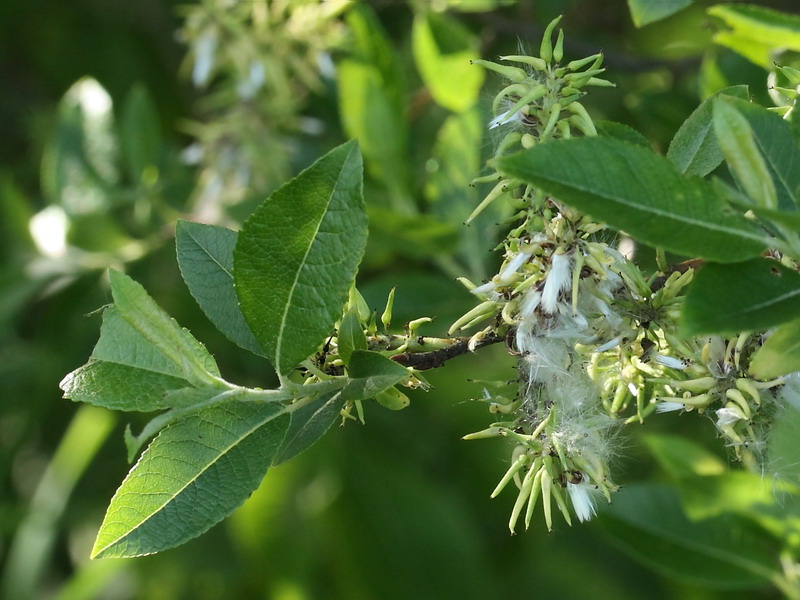 Image of Salix myrsinifolia specimen.