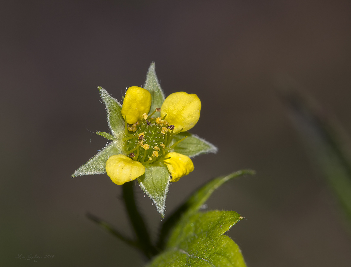 Image of Geum urbanum specimen.