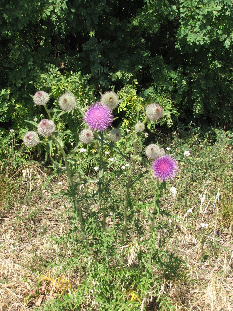 Изображение особи Cirsium polonicum.