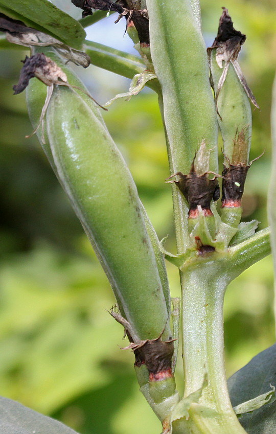 Image of Vicia faba specimen.