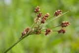 Luzula multiflora. Верхушка побега с соплодием. Белоруссия, Витебская обл., пос. Езерище, сухой лужок. 14.06.2014.