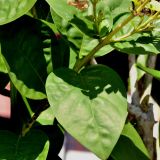 Pseuderanthemum carruthersii