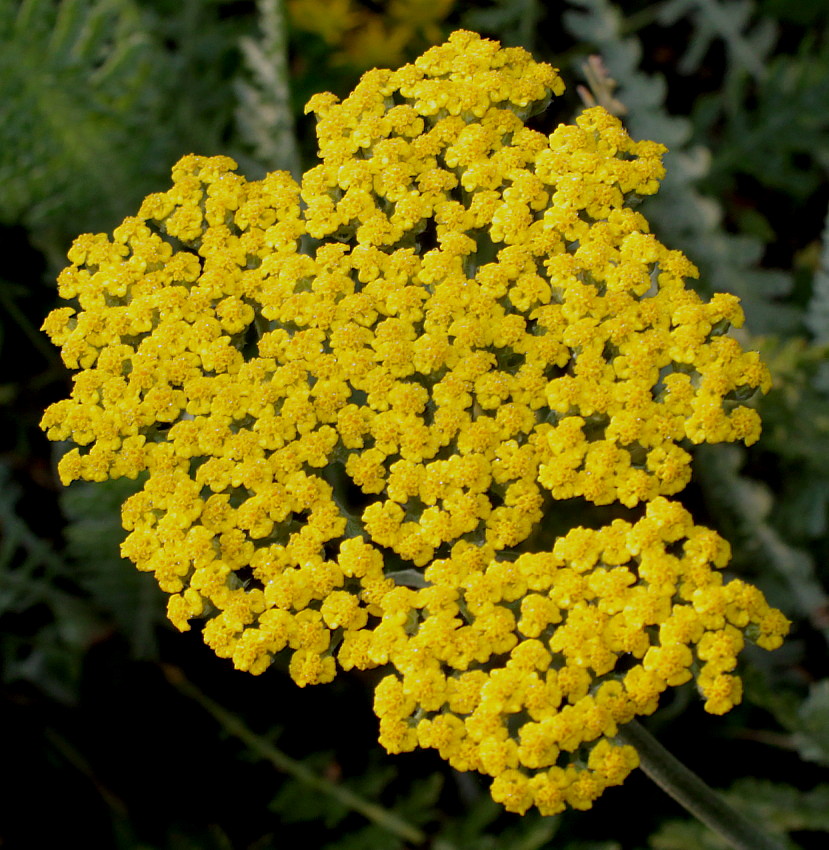 Изображение особи Achillea filipendulina.