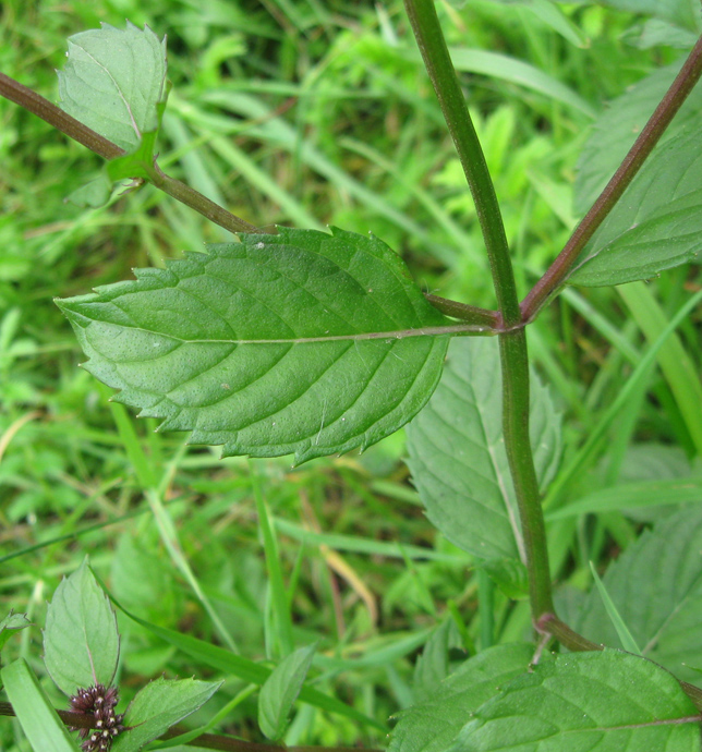 Image of Mentha &times; gracilis specimen.