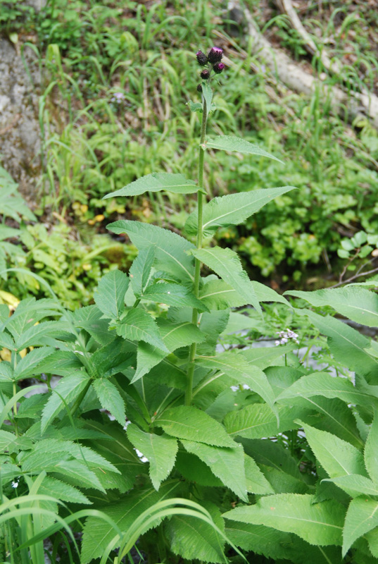 Image of Cirsium helenioides specimen.