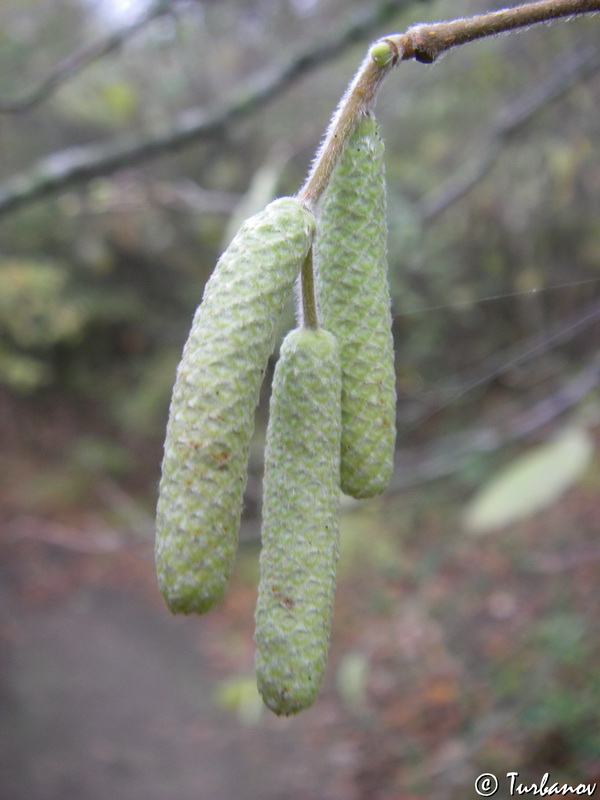 Image of Corylus avellana specimen.