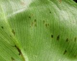 Calla palustris. Часть листа с поражениями (вид снизу). Окр. Архангельска, заболоченный лес. 16.08.2015.