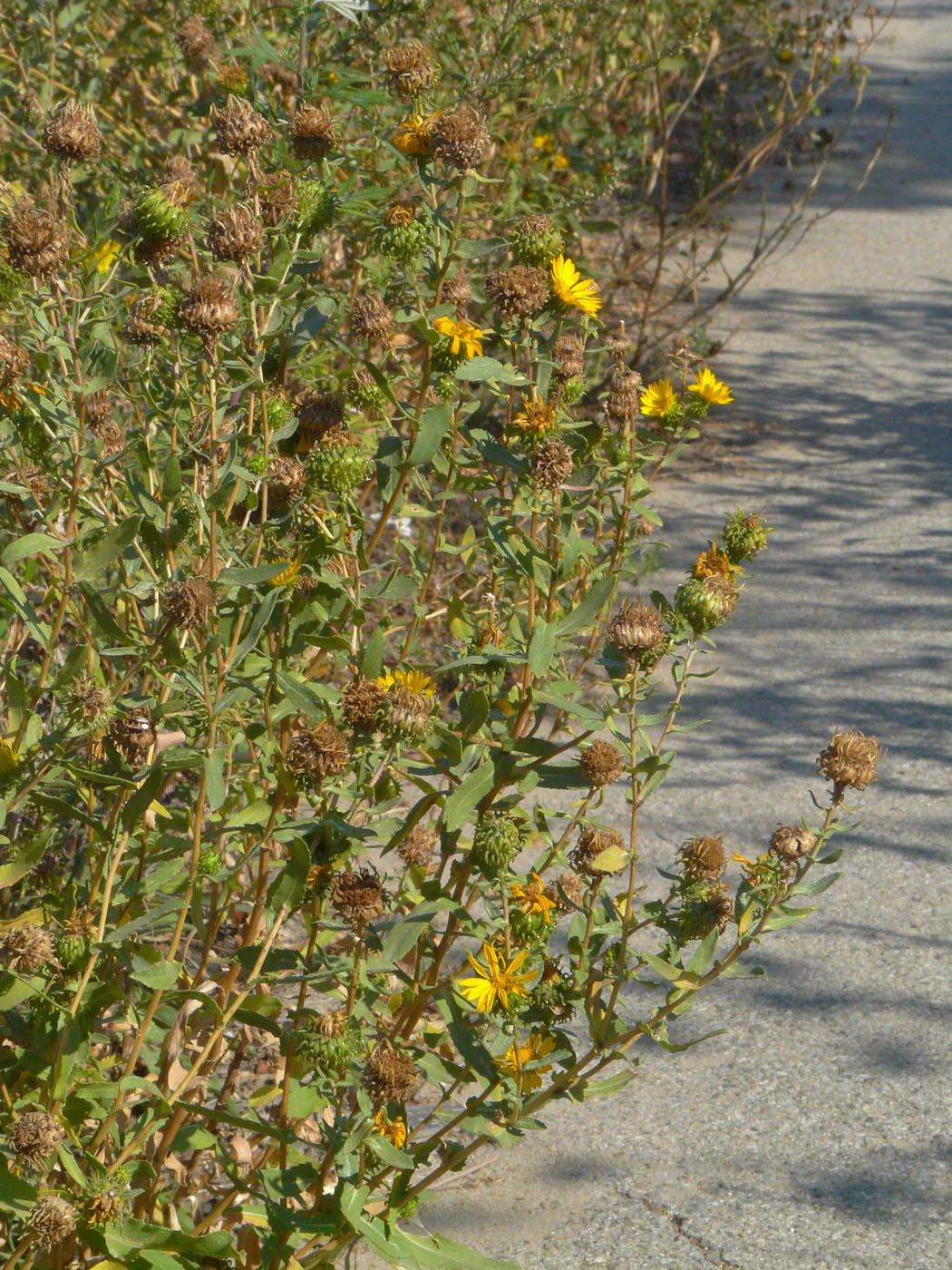 Image of Grindelia squarrosa specimen.