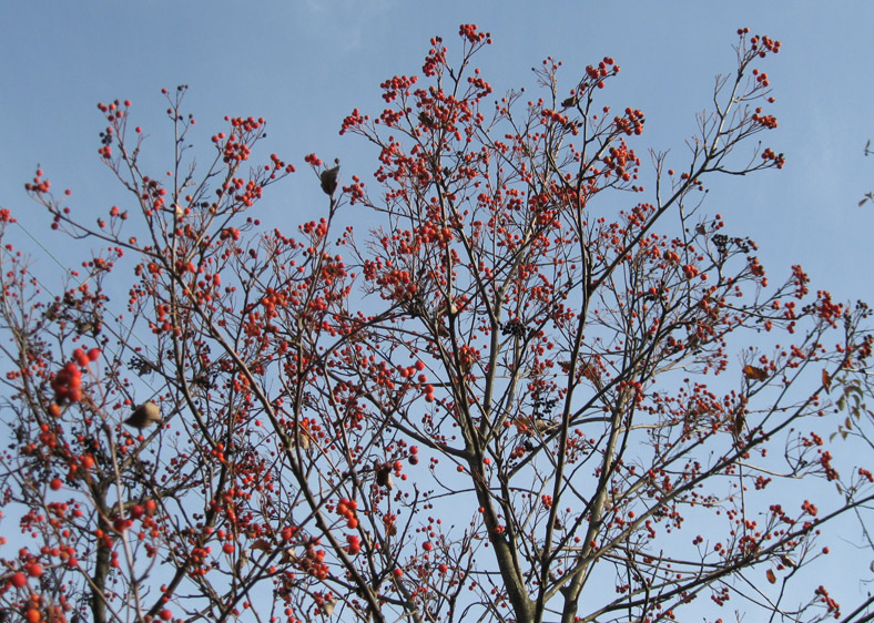 Image of Sorbus intermedia specimen.