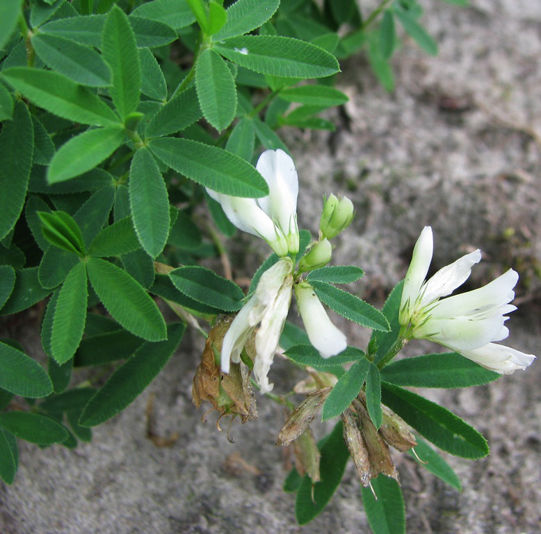 Image of Trifolium lupinaster specimen.