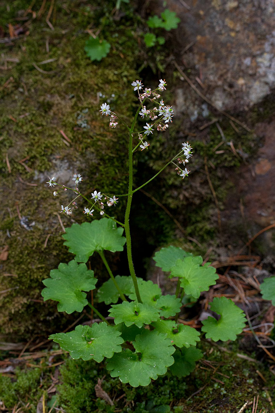 Image of Micranthes aestivalis specimen.