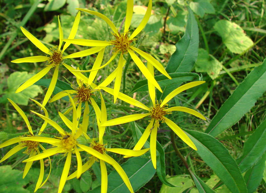 Image of Senecio nemorensis specimen.