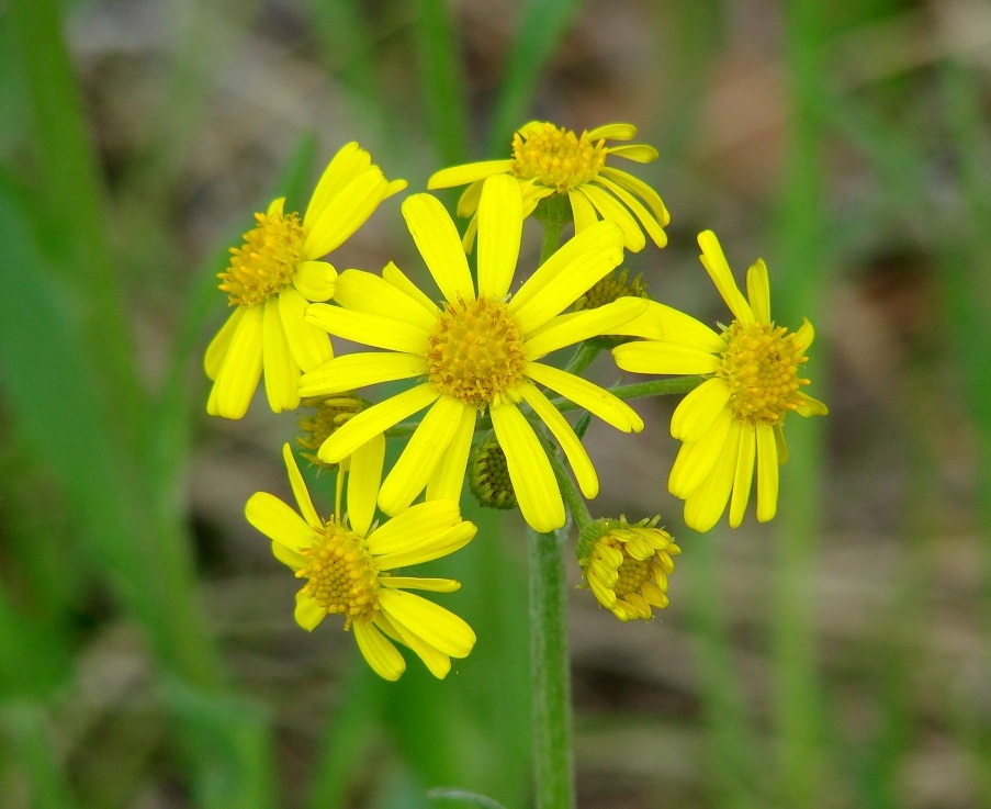 Image of Tephroseris integrifolia specimen.