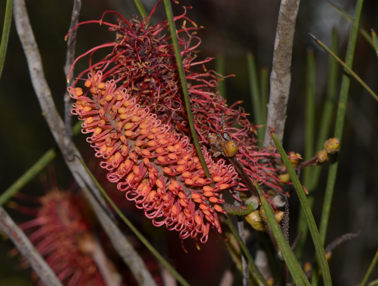 Image of Hakea bucculenta specimen.