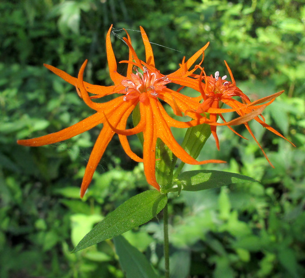 Изображение особи Lychnis wilfordii.