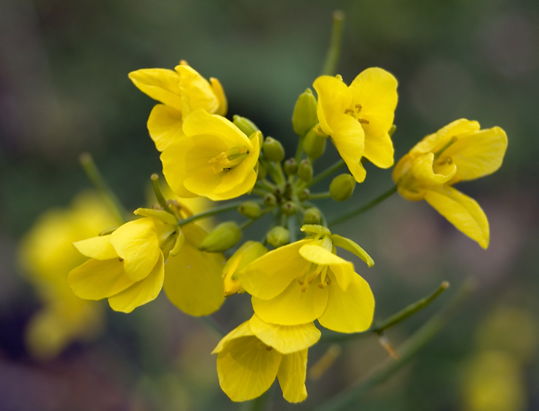 Изображение особи Brassica campestris.