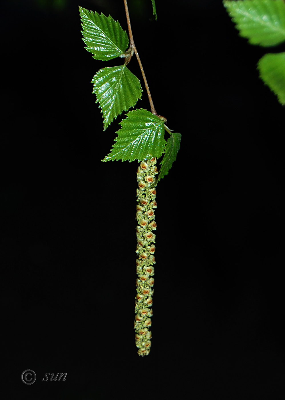 Image of Betula pendula specimen.