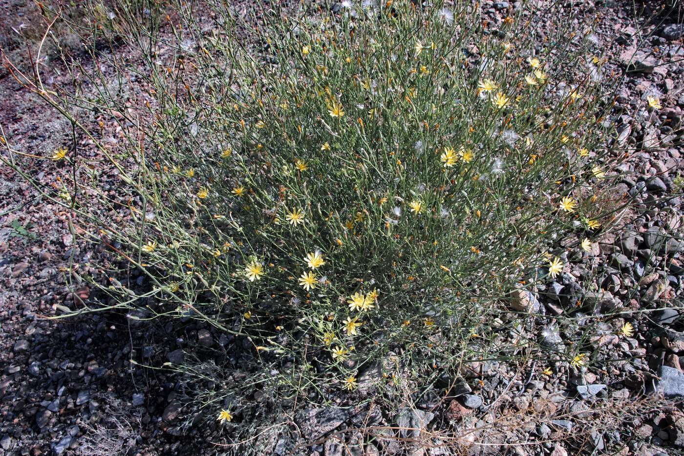 Image of genus Chondrilla specimen.