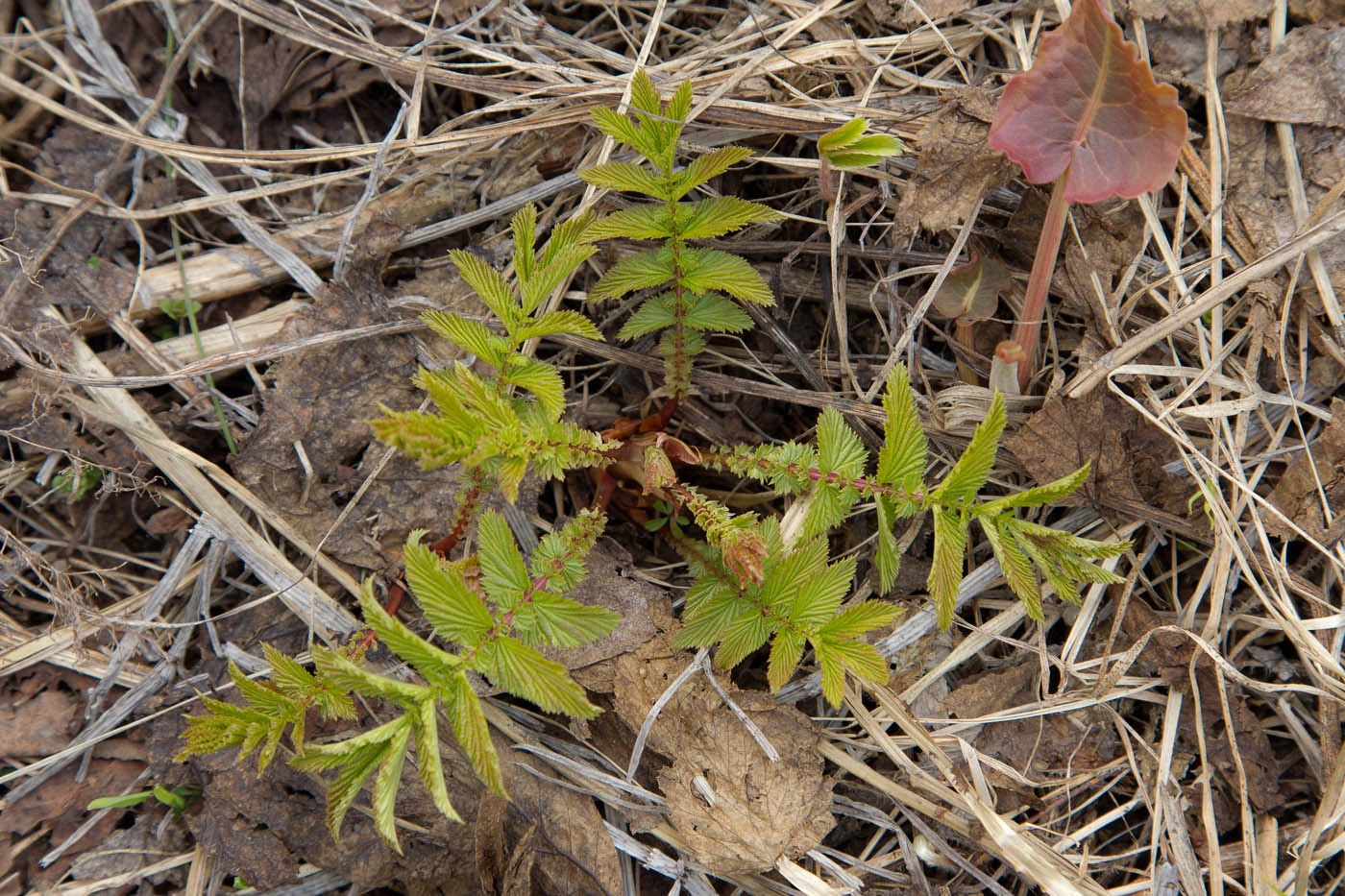 Image of Filipendula ulmaria specimen.