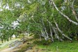genus Betula. Взрослые растения. Берег Белого моря, юго-зап. ч. Онежской губы, небольшой остров. Август 2014 г.