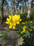 Coronilla valentina subspecies glauca. Соцветие. Испания, автономное сообщество Каталония, провинция Жирона, комарка Баш Эмпорда, муниципалитет Санта-Кристина-де-Аро, лес из пробкового дуба в 3-х км от н. пос. Романья-де-ла-Сельва.