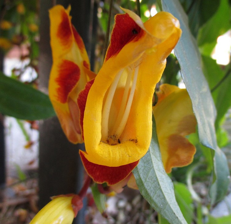 Image of Thunbergia mysorensis specimen.