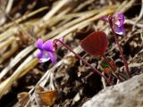 Viola primorskajensis. Цветущее растение. Приморье, Партизанский р-н, хребет Чандалаз, на тропе у входа в пещеру Мечта Спелеолога. 09.04.2016.