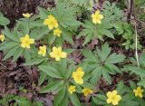 Anemone ranunculoides