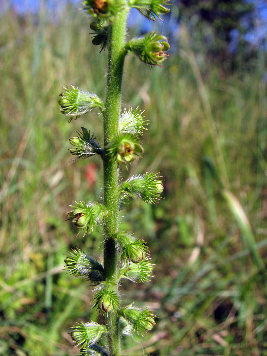 Image of Agrimonia eupatoria specimen.