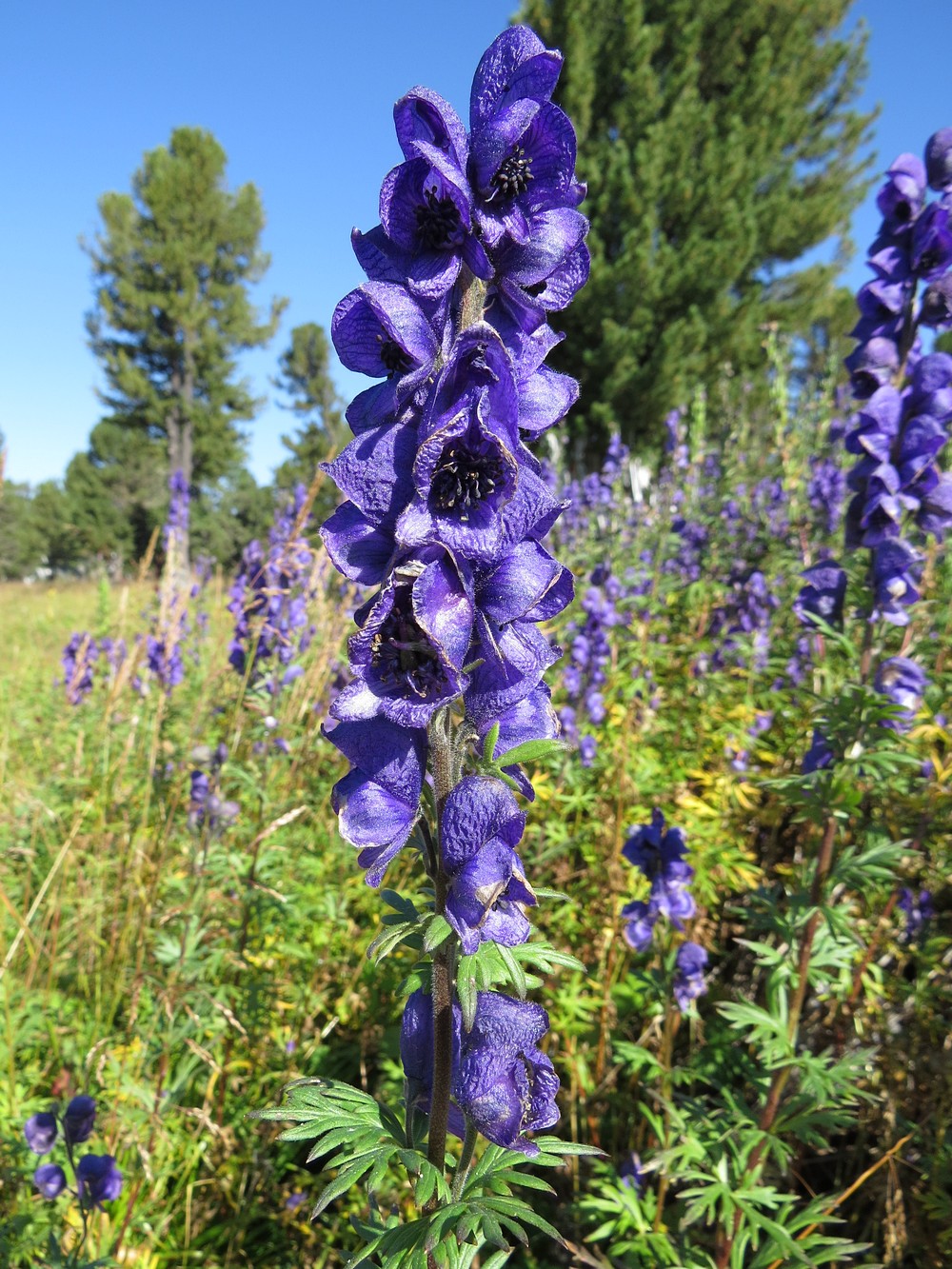 Image of Aconitum altaicum specimen.