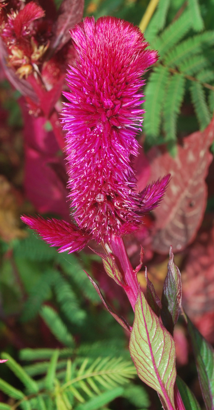 Изображение особи Celosia cristata.