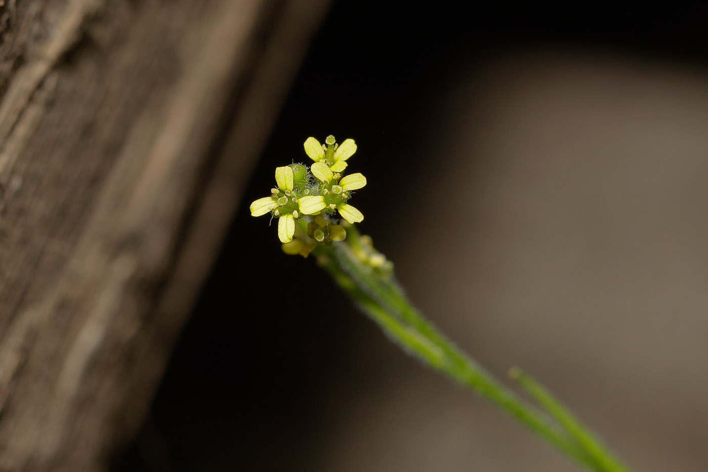 Изображение особи Sisymbrium officinale.