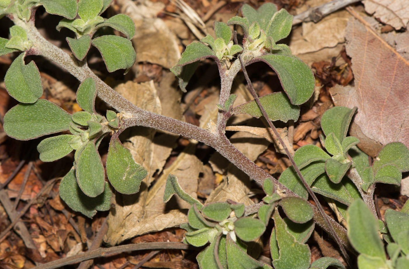 Image of Galenia pubescens specimen.