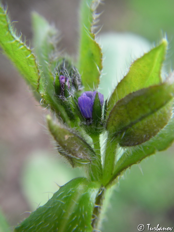 Изображение особи Asperugo procumbens.