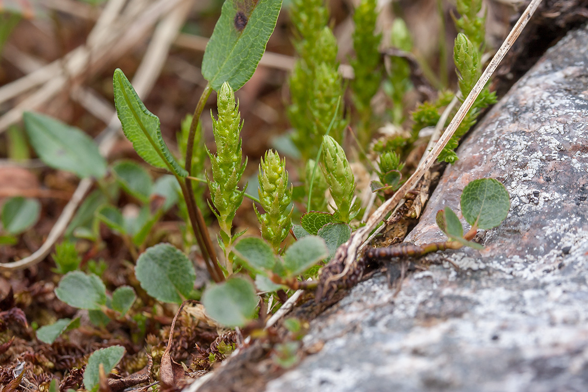 Image of Selaginella selaginoides specimen.