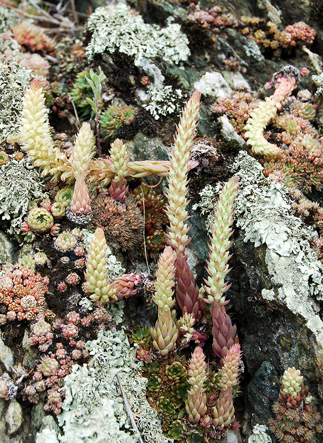 Image of Orostachys spinosa specimen.