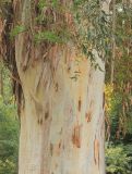 Eucalyptus viminalis. Часть ствола взрослого дерева и отдельные побеги. Абхазия, г. Сухум, г. Трапеция, в культуре. 6 марта 2016 г.