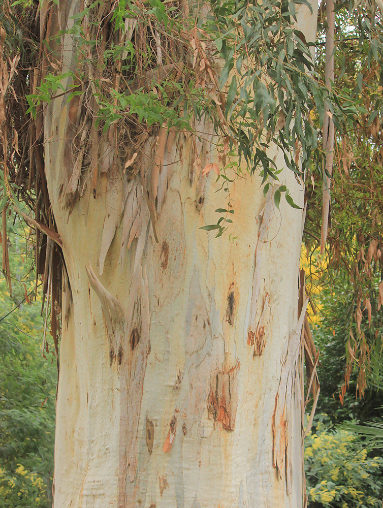 Изображение особи Eucalyptus viminalis.